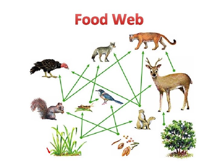 Food Web 