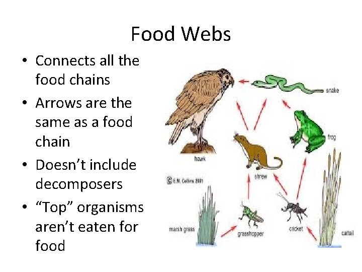 Food Webs • Connects all the food chains • Arrows are the same as