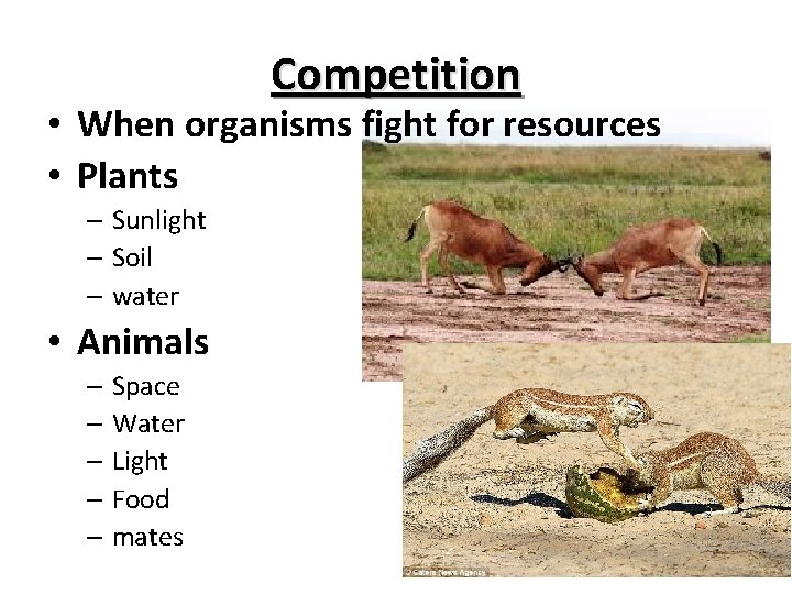 Competition • When organisms fight for resources • Plants – Sunlight – Soil –