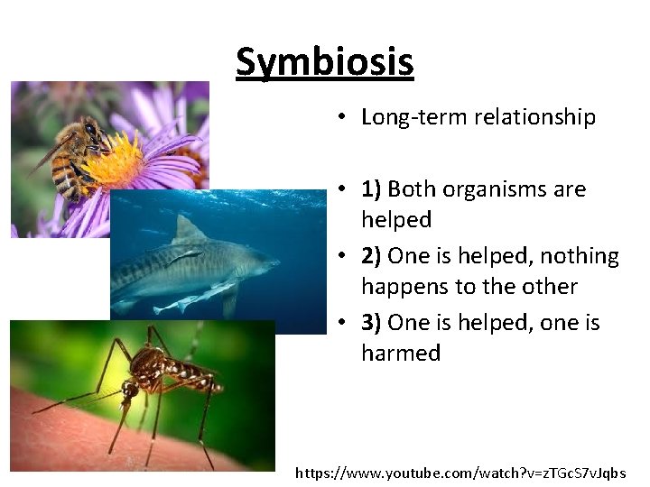 Symbiosis • Long-term relationship • 1) Both organisms are helped • 2) One is