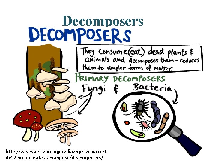 Decomposers http: //www. pbslearningmedia. org/resource/t dc 02. sci. life. oate. decompose/decomposers/ 