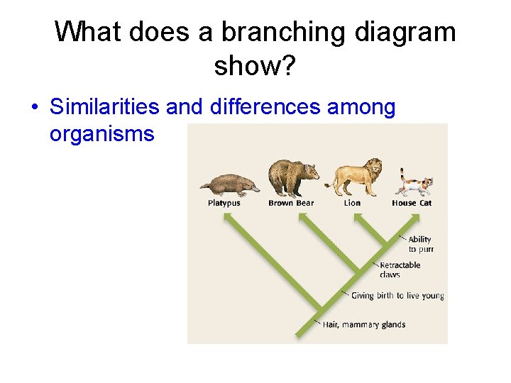 What does a branching diagram show? • Similarities and differences among organisms 