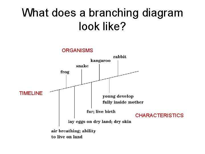 What does a branching diagram look like? ORGANISMS TIMELINE CHARACTERISTICS 