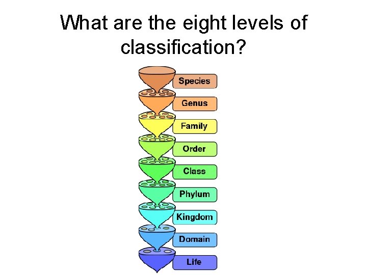 What are the eight levels of classification? 