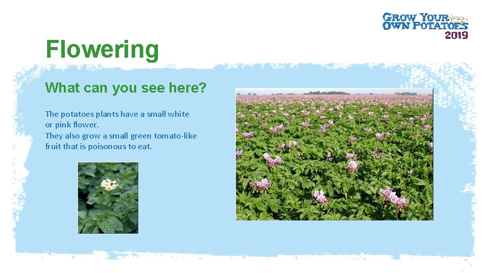 Flowering What can you see here? The potatoes plants have a small white or