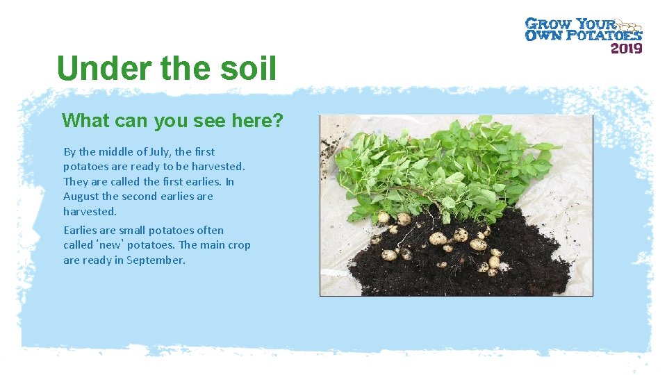 Under the soil What can you see here? By the middle of July, the