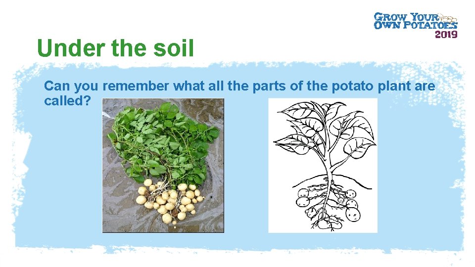Under the soil Can you remember what all the parts of the potato plant