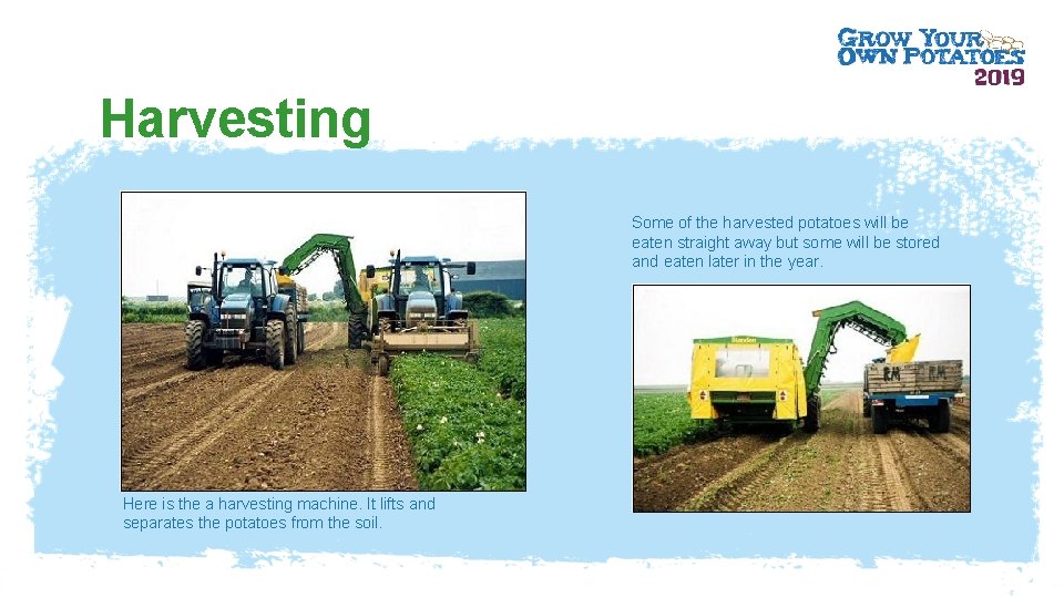 Harvesting Some of the harvested potatoes will be eaten straight away but some will