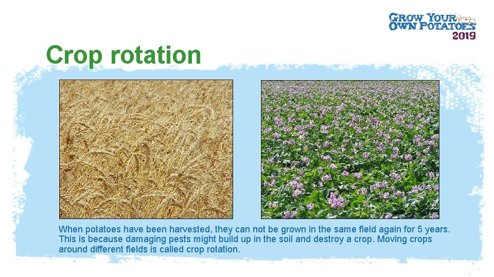 Crop rotation When potatoes have been harvested, they can not be grown in the