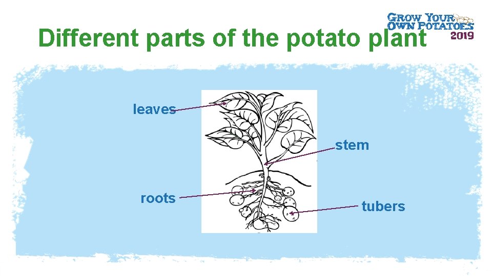 Different parts of the potato plant leaves stem roots tubers 