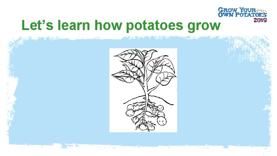 Let’s learn how potatoes grow 