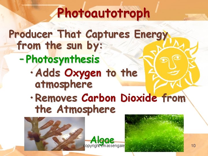 Photoautotroph Producer That Captures Energy from the sun by: – Photosynthesis • Adds Oxygen