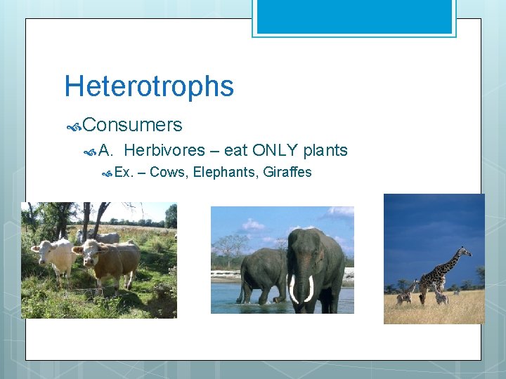 Heterotrophs Consumers A. Herbivores – eat ONLY plants Ex. – Cows, Elephants, Giraffes 