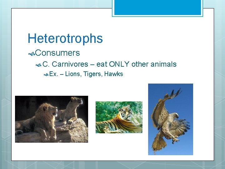 Heterotrophs Consumers C. Carnivores – eat ONLY other animals Ex. – Lions, Tigers, Hawks