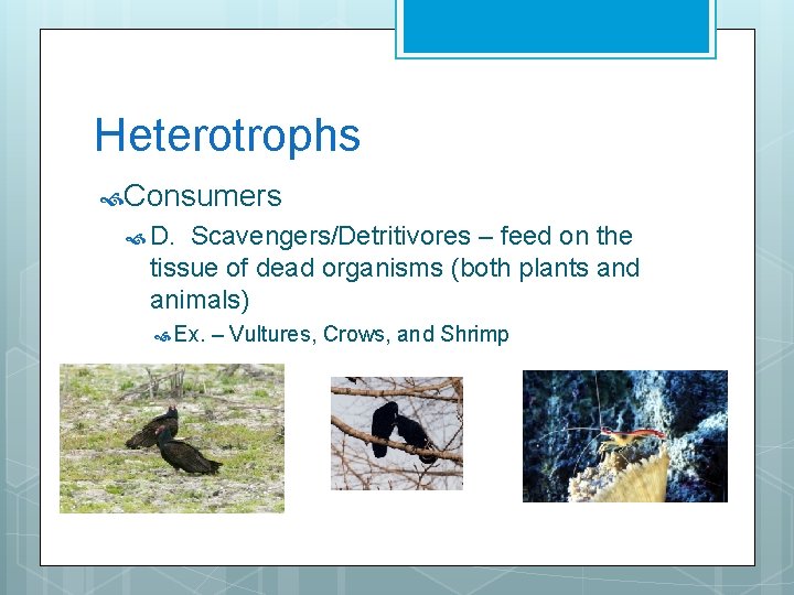 Heterotrophs Consumers D. Scavengers/Detritivores – feed on the tissue of dead organisms (both plants