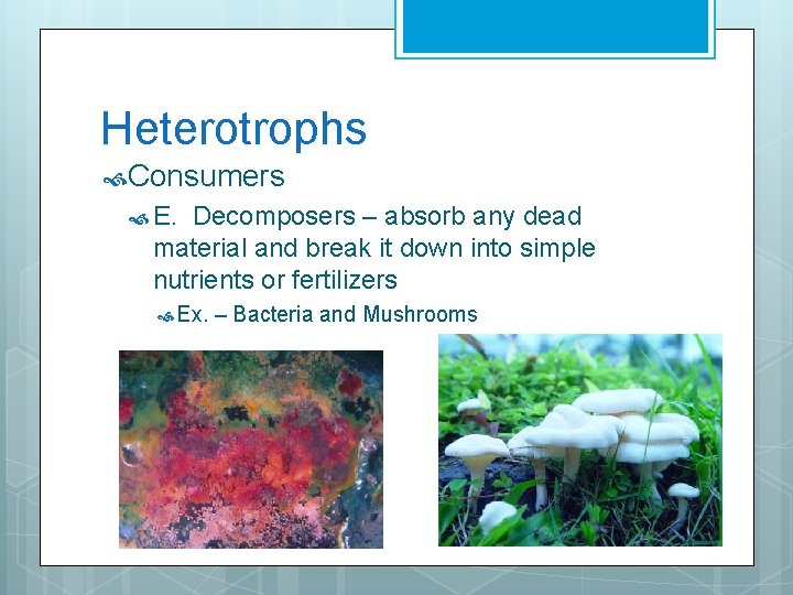 Heterotrophs Consumers E. Decomposers – absorb any dead material and break it down into