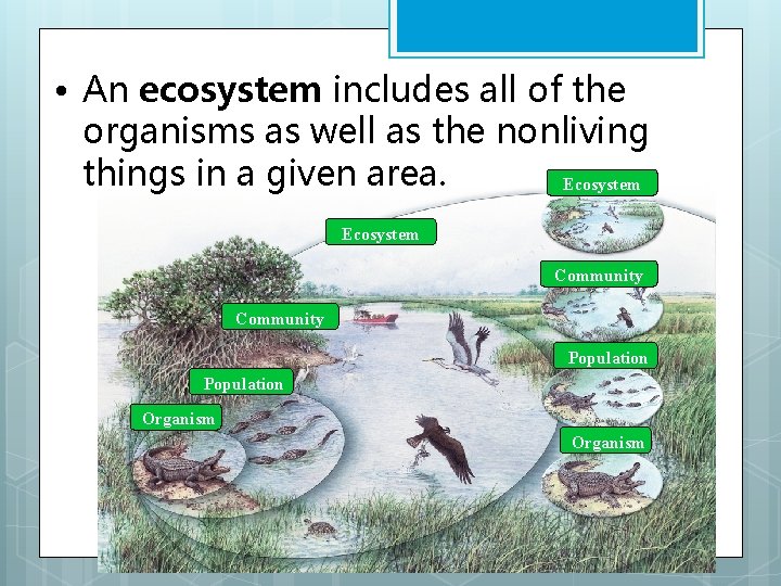  • An ecosystem includes all of the organisms as well as the nonliving