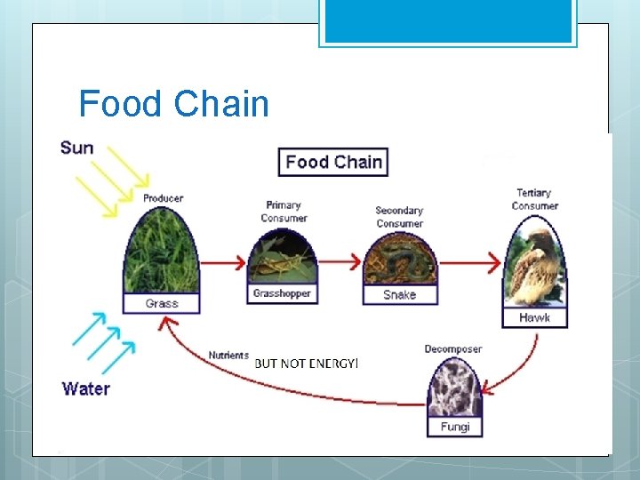 Food Chain 