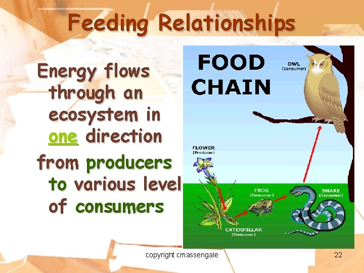 Feeding Relationships Energy flows through an ecosystem in one direction from producers to various