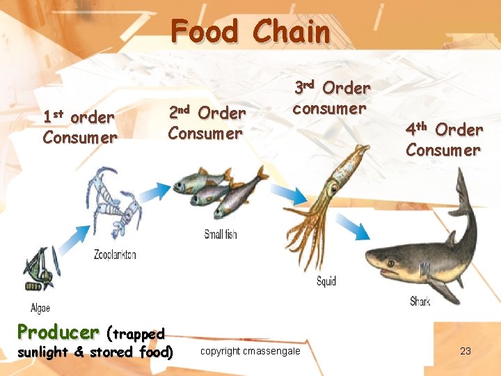 Food Chain 1 st order Consumer 2 nd Order Consumer 3 rd Order consumer