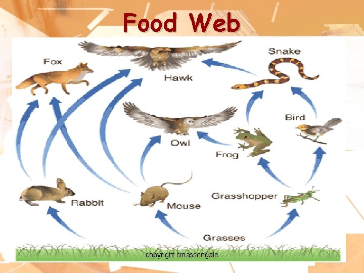 Food Web copyright cmassengale 27 