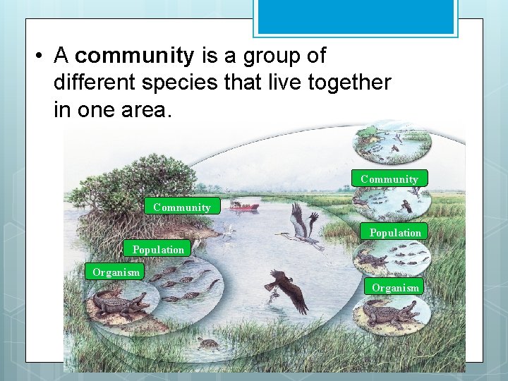  • A community is a group of different species that live together in