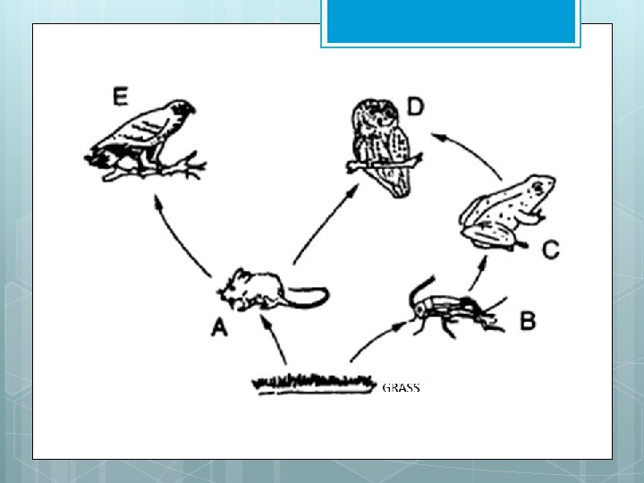 Food webs 