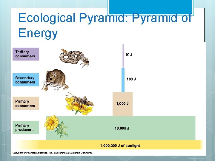 Ecological Pyramid: Pyramid of Energy 