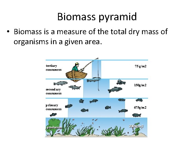 Biomass pyramid • Biomass is a measure of the total dry mass of organisms