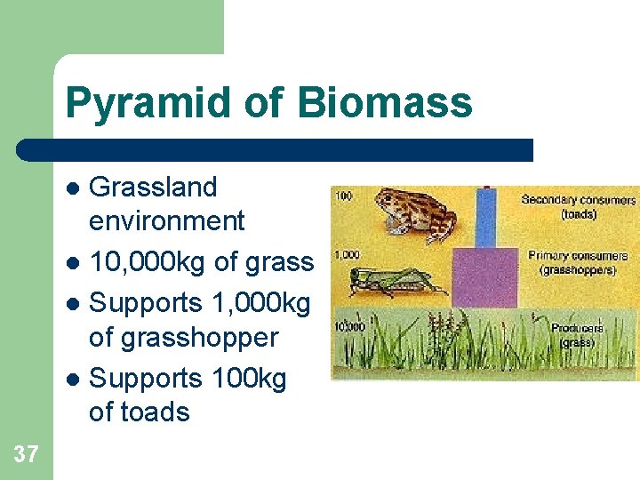 Pyramid of Biomass Grassland environment l 10, 000 kg of grass l Supports 1,