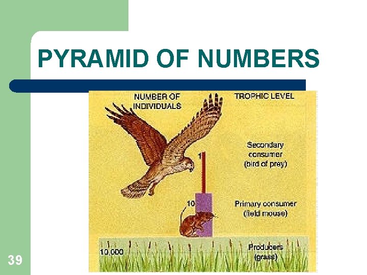 PYRAMID OF NUMBERS 39 