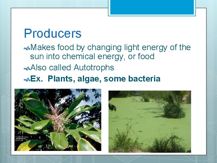 Producers Makes food by changing light energy of the sun into chemical energy, or