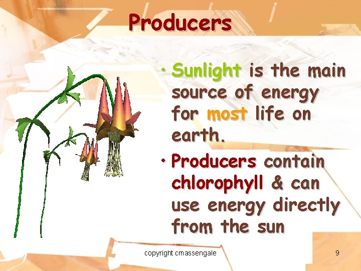 Producers • Sunlight is the main source of energy for most life on earth.