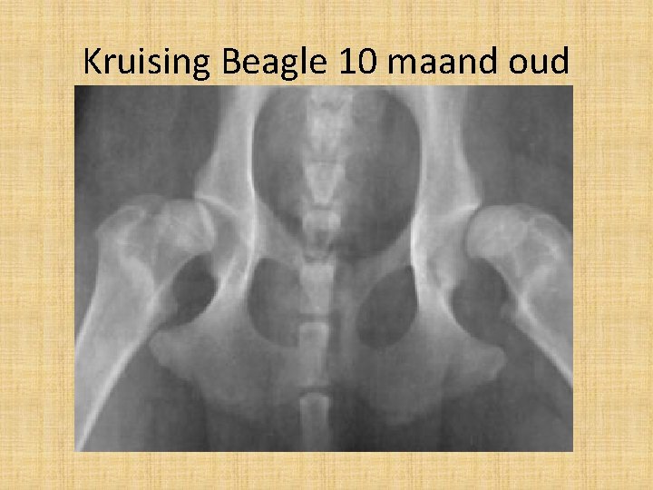 Kruising Beagle 10 maand oud 