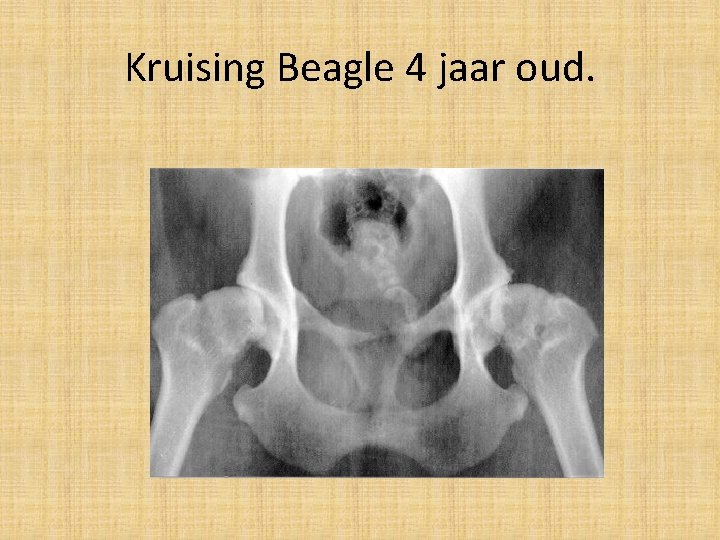 Kruising Beagle 4 jaar oud. 