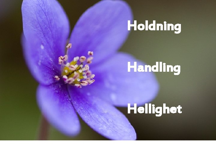 Holdning Handling Hellighet 