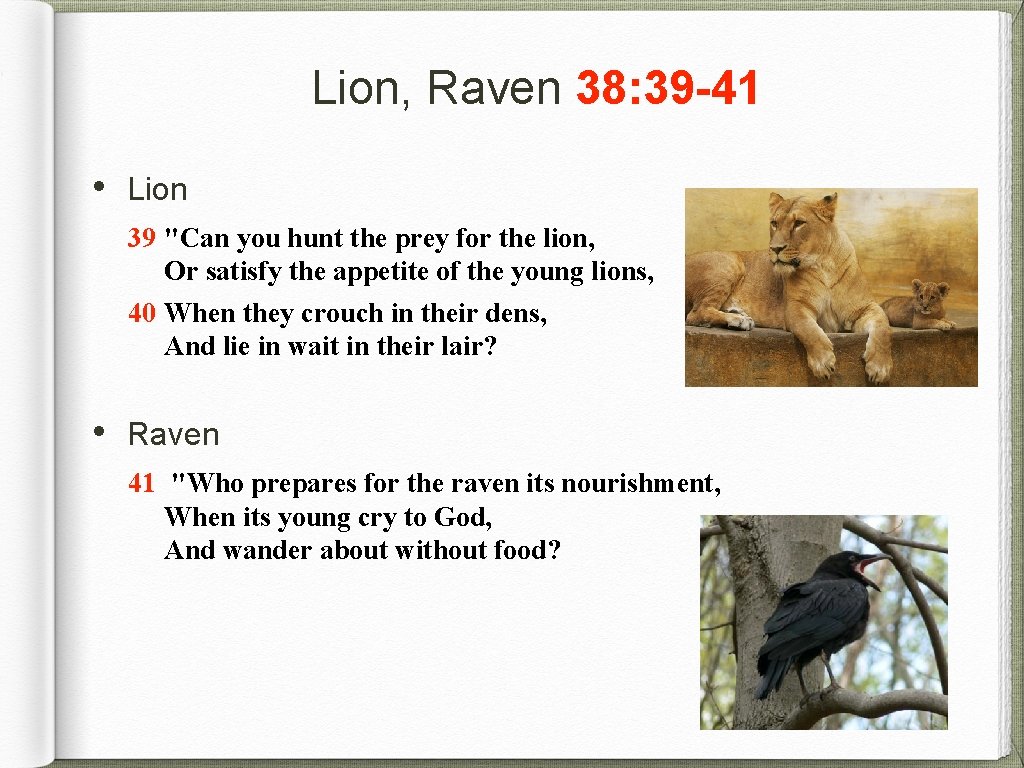 Lion, Raven 38: 39 -41 • Lion 39 "Can you hunt the prey for