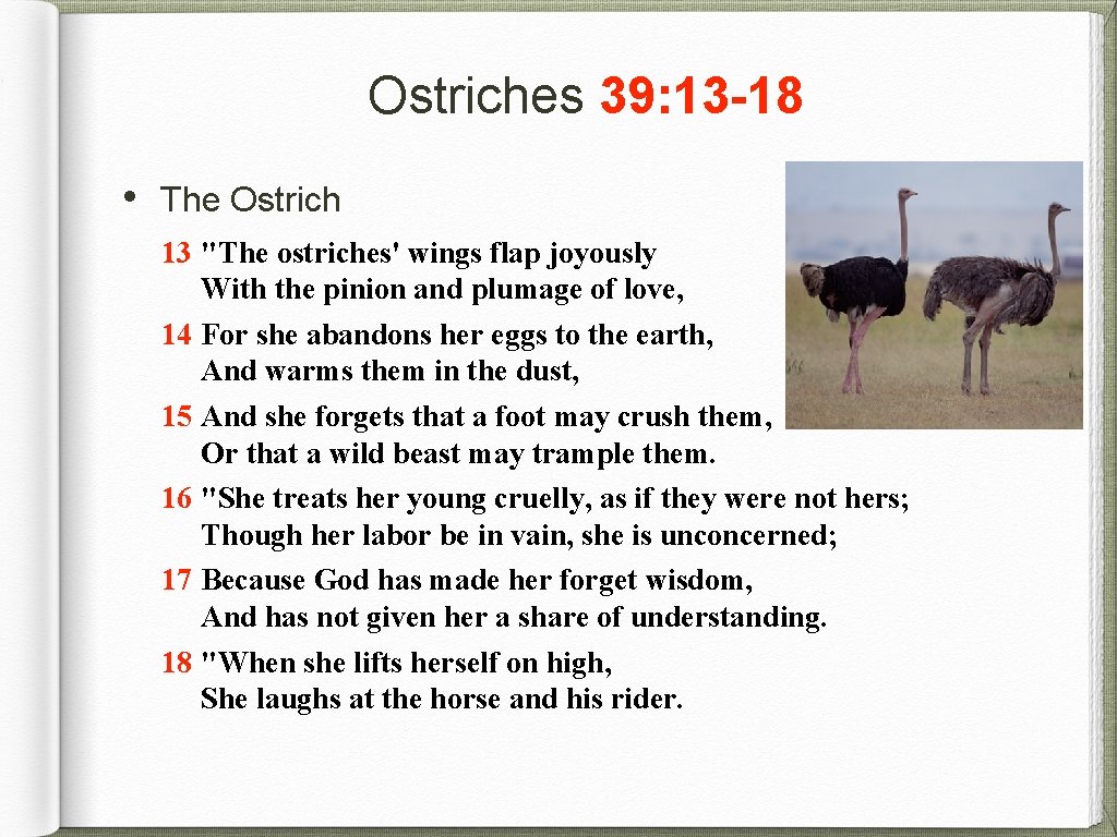 Ostriches 39: 13 -18 • The Ostrich 13 "The ostriches' wings flap joyously With