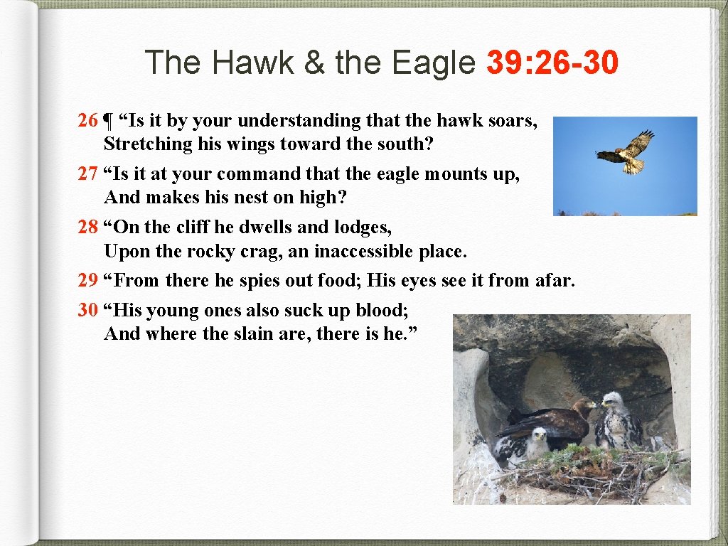 The Hawk & the Eagle 39: 26 -30 26 ¶ “Is it by your