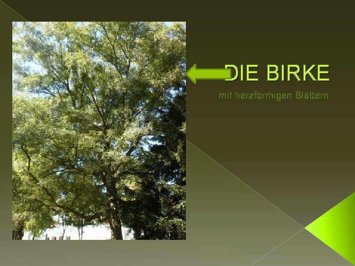 DIE BIRKE mit herzförmigen Blättern 