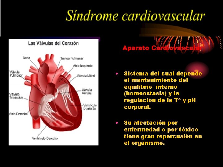 Aparato Cardiovascular • Sistema del cual depende el mantenimiento del equilibrio interno (homeostasis) y