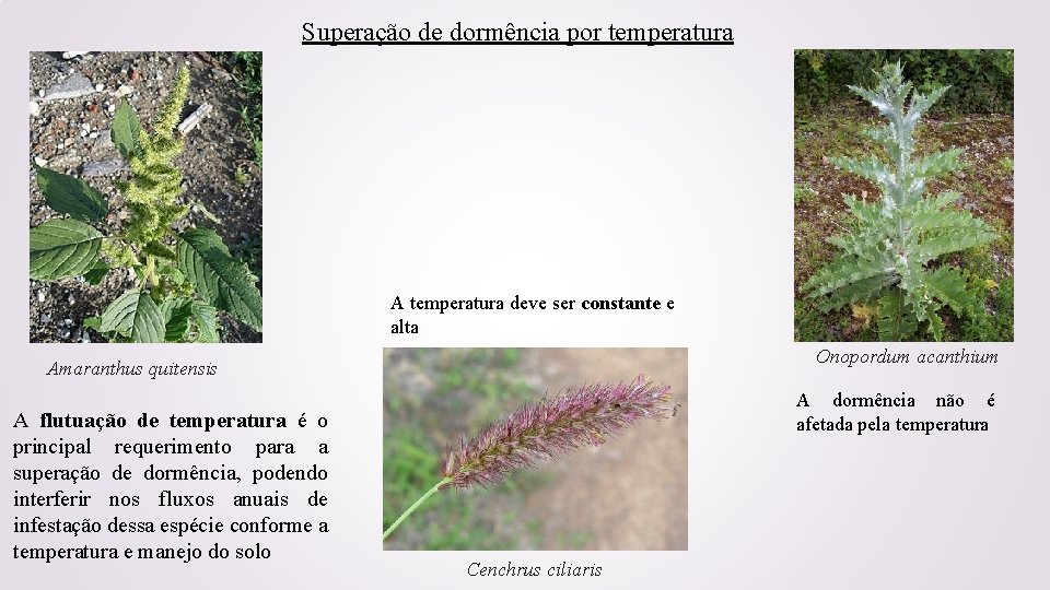 Superação de dormência por temperatura A temperatura deve ser constante e alta Onopordum acanthium