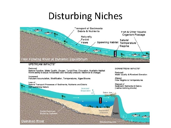 Disturbing Niches 