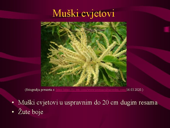 Muški cvjetovi (fotografija preuzeta s: https: //i 1. wp. com/www. permacultureeden. com/16. 03. 2020.