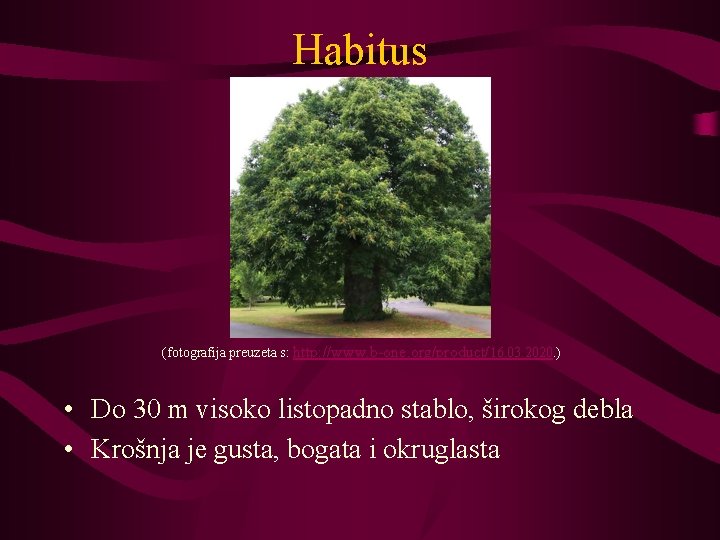 Habitus (fotografija preuzeta s: http: //www. b-one. org/product/16. 03. 2020. ) • Do 30