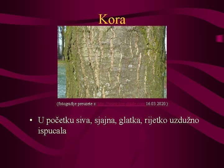 Kora (fotografije preuzete s: http: //www. tree-guide. com 16. 03. 2020. ) • U