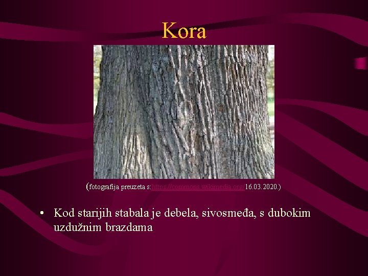 Kora (fotografija preuzeta s: https: //commons. wikimedia. org/16. 03. 2020. ) • Kod starijih