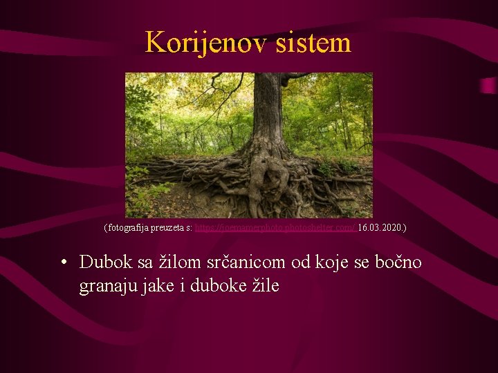 Korijenov sistem (fotografija preuzeta s: https: //joemamerphotoshelter. com/ 16. 03. 2020. ) • Dubok