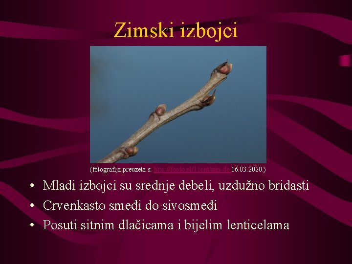 Zimski izbojci (fotografija preuzeta s: http: //footo. nl/11 ont/aan-de 16. 03. 2020. ) •