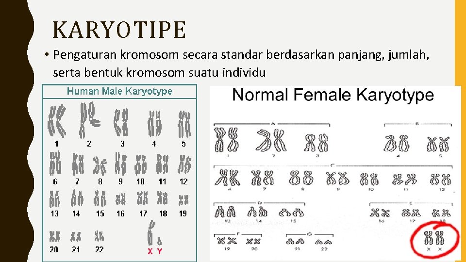 KARYOTIPE • Pengaturan kromosom secara standar berdasarkan panjang, jumlah, serta bentuk kromosom suatu individu